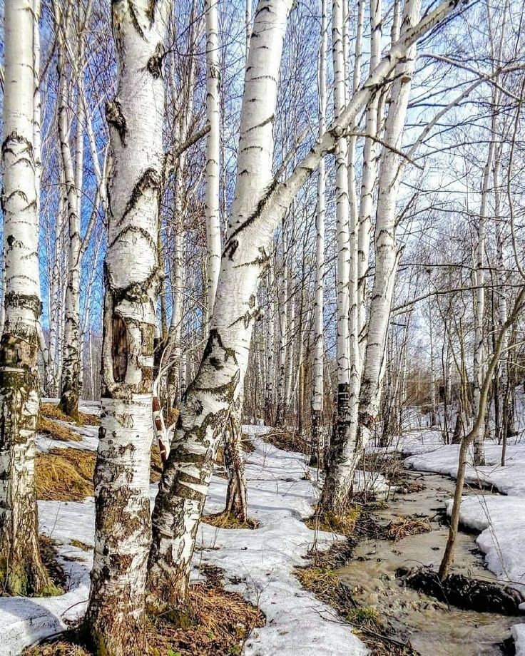 GreyXyla's tweet photo. 'Tis time of the Birch Moon, as we rise up to the return of the Light, a symbol of rebirth and regeneration. The Birch is associated with magic done for healing, protection, creativity, fertility. Tie a red ribbon around a Birch tree to ward off negative energy. #TreeMagick https://t.co/4c22evqZgU