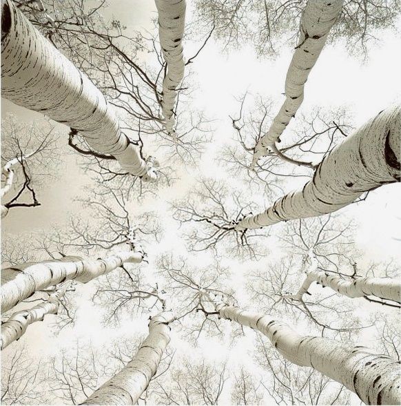 GreyXyla's tweet photo. 'Tis time of the Birch Moon, as we rise up to the return of the Light, a symbol of rebirth and regeneration. The Birch is associated with magic done for healing, protection, creativity, fertility. Tie a red ribbon around a Birch tree to ward off negative energy. #TreeMagick https://t.co/4c22evqZgU