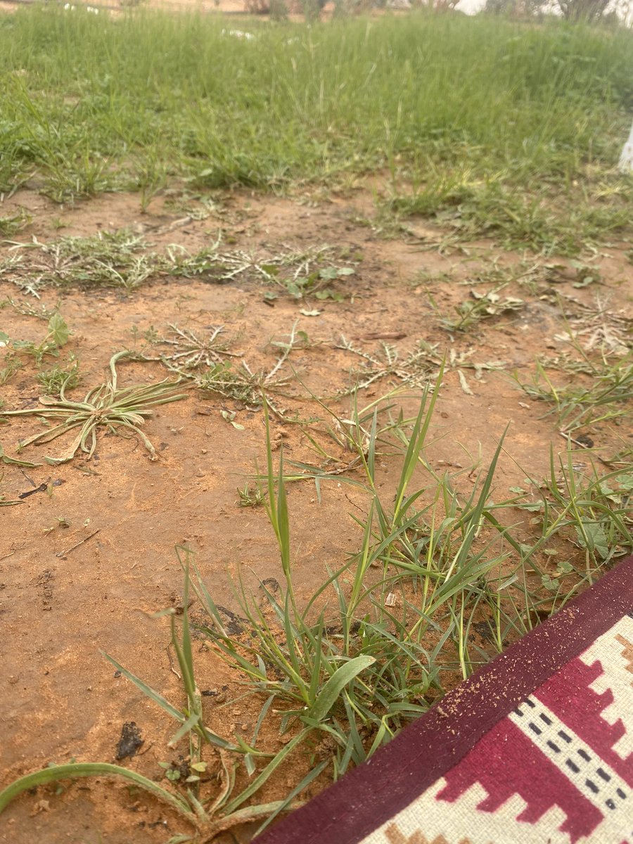 #تصويري
عن زحمة الناس والضوضاء والفوضه
أبعد عن (الدار  و الديره) وصجتها

ماني مـع العالم اللي : تتبع الموضه
ماسقت ساقي لها والساق ما جتها

روحي على الخايع الممطور والروضه
تلقى سعادة هواها ~ عند سجتها🎵
#سلمان_الذيابي