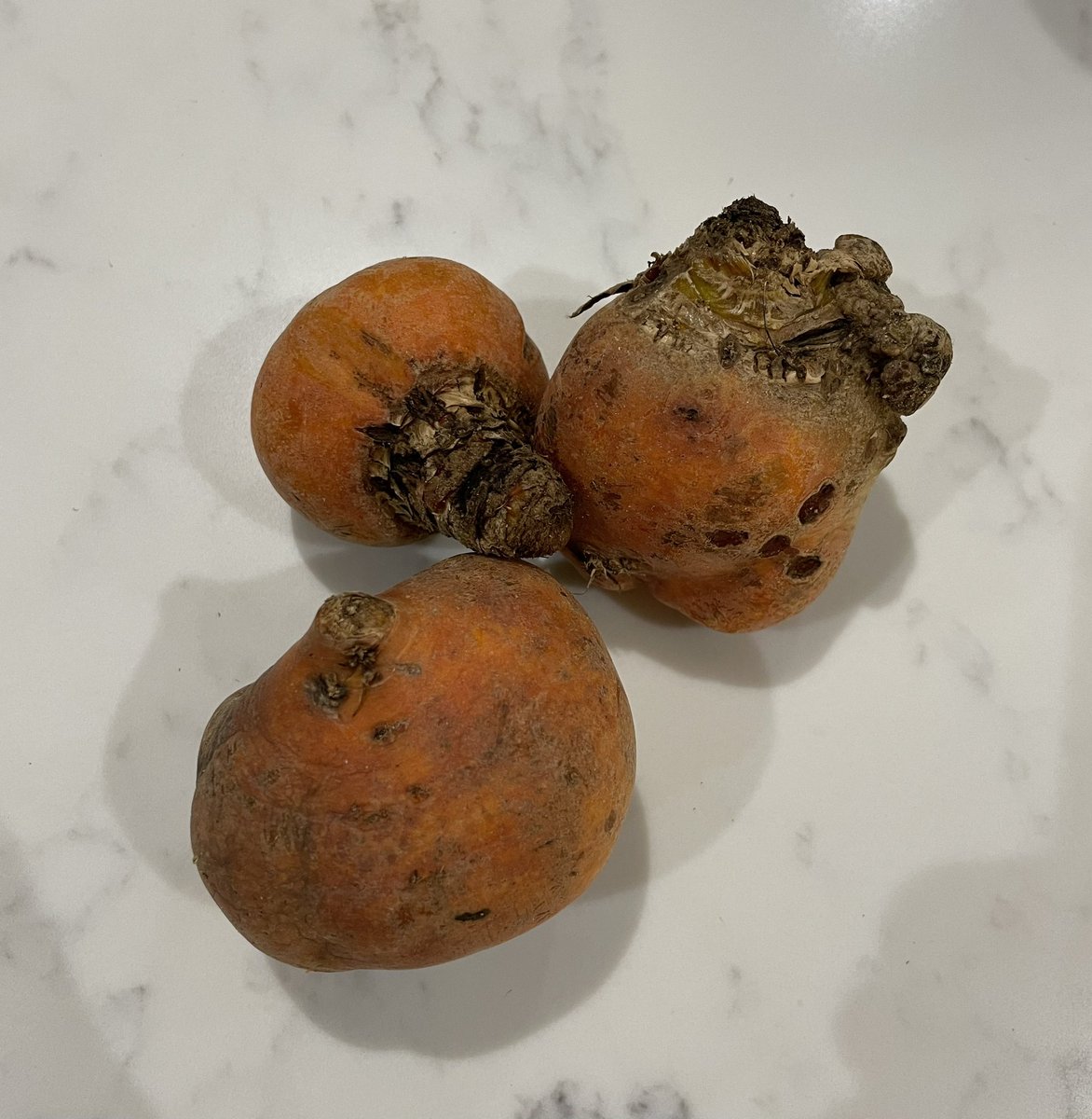 Tristan Brodie 💙 tweet media