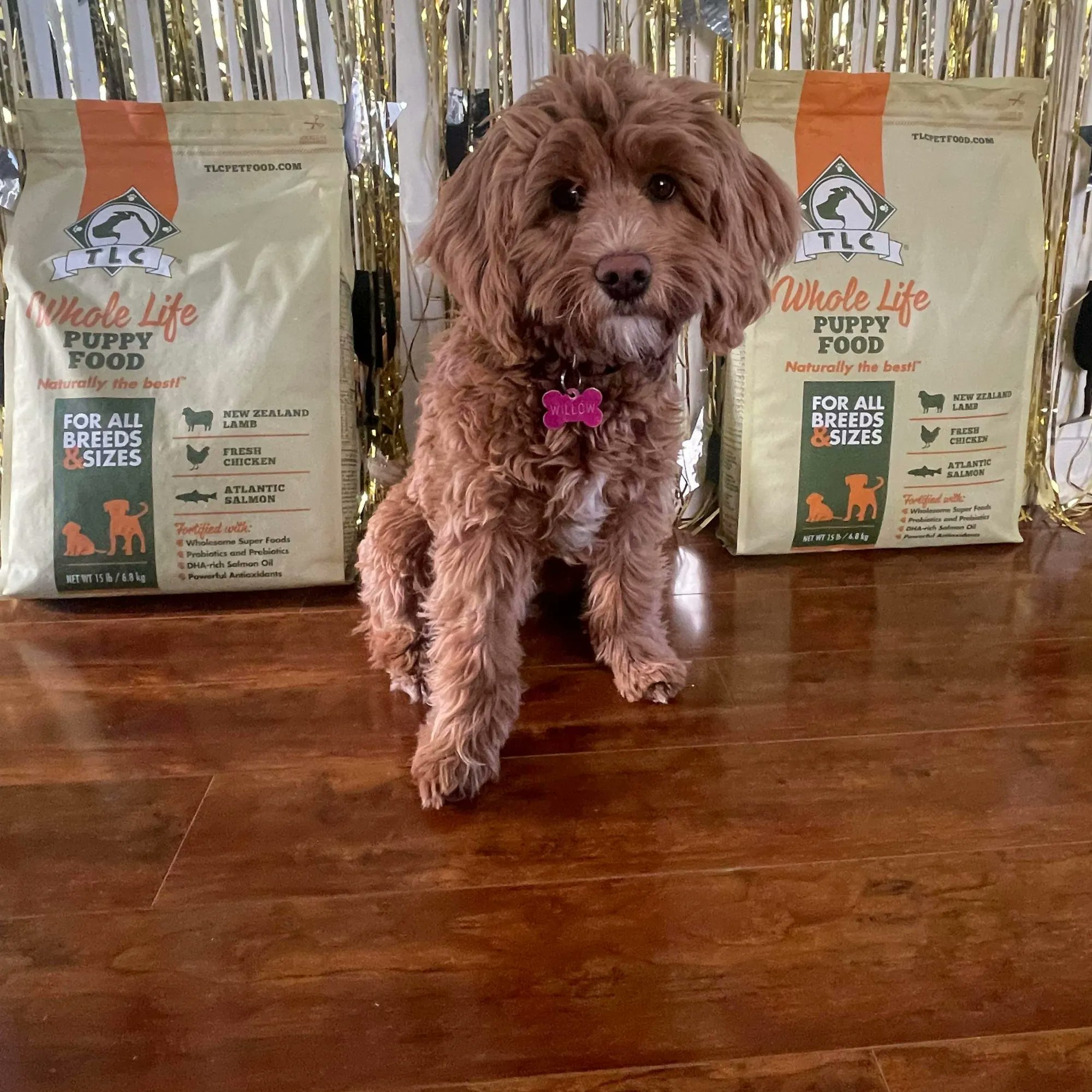 TLC Pet Food on Twitter "TLC pup Willow is all set for complete and