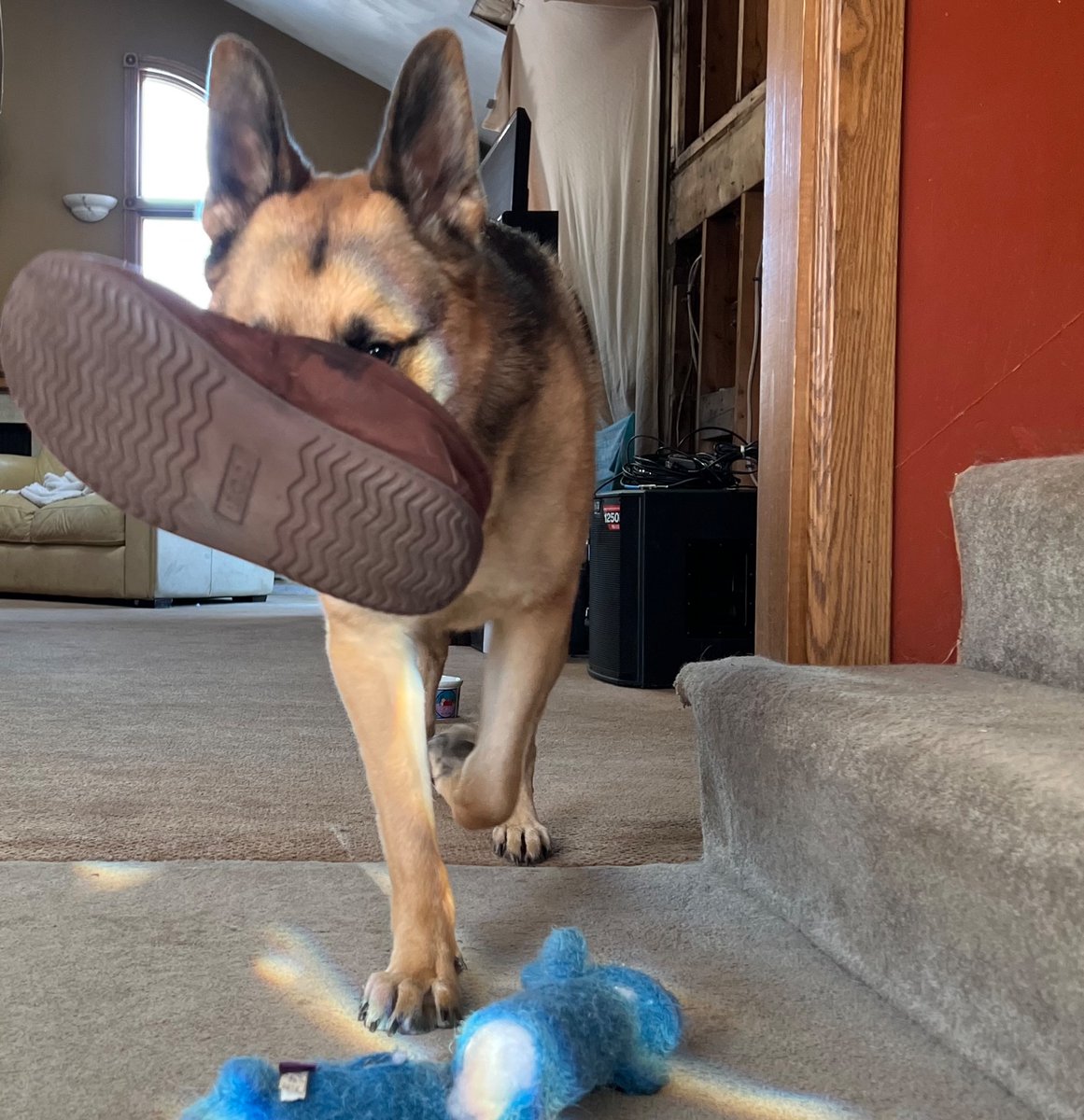 Jake loves to steal slippers!