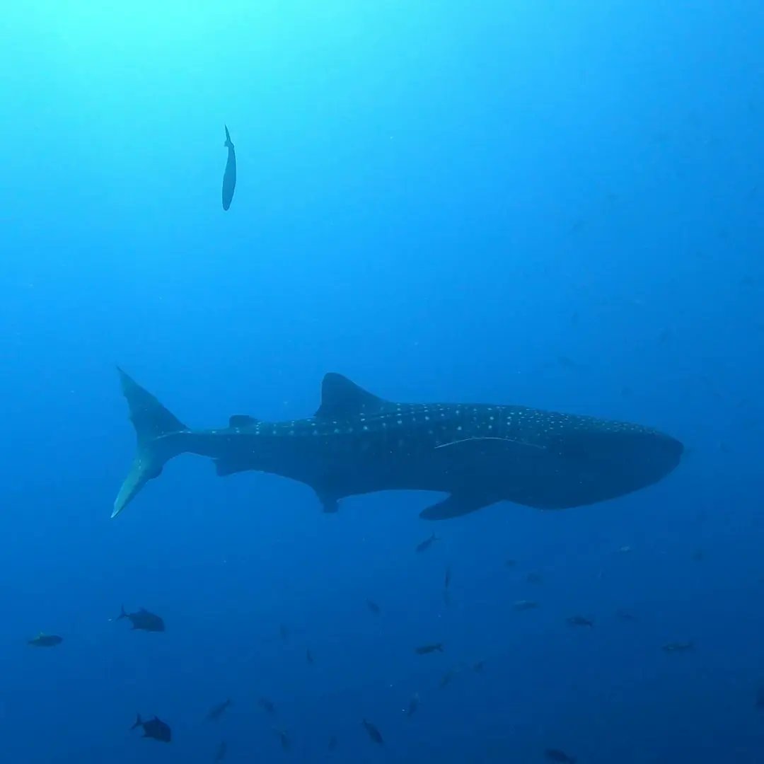 thepacificfleet's tweet photo. "At every island we saw at least one whale shark. All different ones for sure as one was a small one, then a medium one and then the biggest one I've ever seen in my life. We were absolutely spoiled with whale sharks this trip." @thedutchmermaid #solmarv https://t.co/ipELCRXqlk