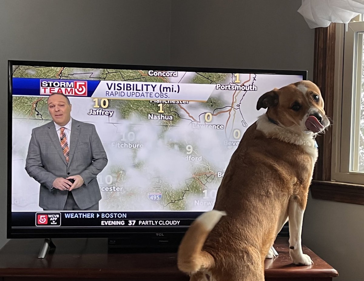 A.J’s biggest 4 legged fan! 🐶 ⁦<a href="/WxManAJB/">A.J. Burnett</a>⁩