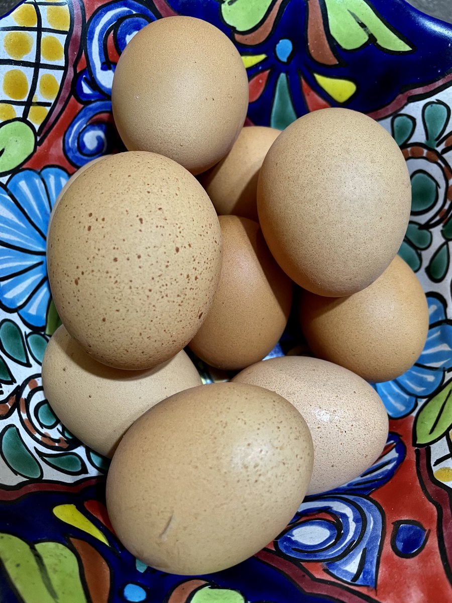 RegiaLulyLuly's tweet photo. Es cierto que los huevos de rancho son mejores y tienen mas vitaminas que los de granjas productoras ? Qué saben ustedes al respecto?? . Estos son comprados en Allende, NL 🇲🇽 🐓 https://t.co/o9xigfLLUp