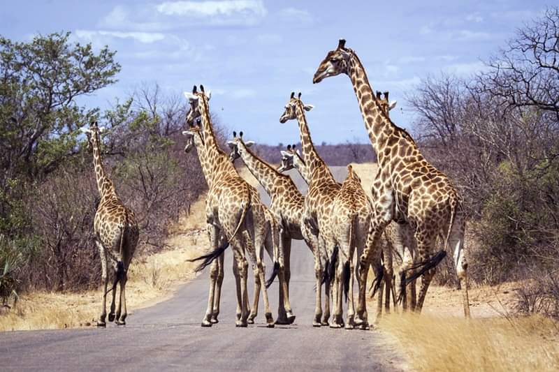 Gridlock in Africa's savannah!
.
.
.
.
#adventure #african #adventurethatislife #adventureisoutthere #adventuretravel #africa #savannah #adventureculture #giraffe #adventuretime #adventures #adventureawaits #simplylaharttravel