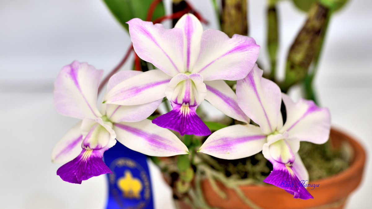 翔 on Twitter "C. walkeriana fma. flamea 'Tokutsu' 2/2 カトレア Cattleya(C