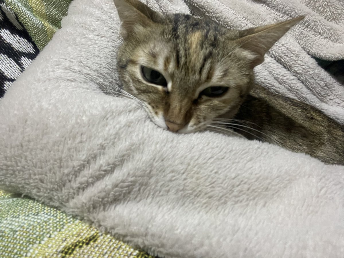 PartyAdams21's tweet photo. 吸血鬼猫猫 https://t.co/8BmjbW0Ua9