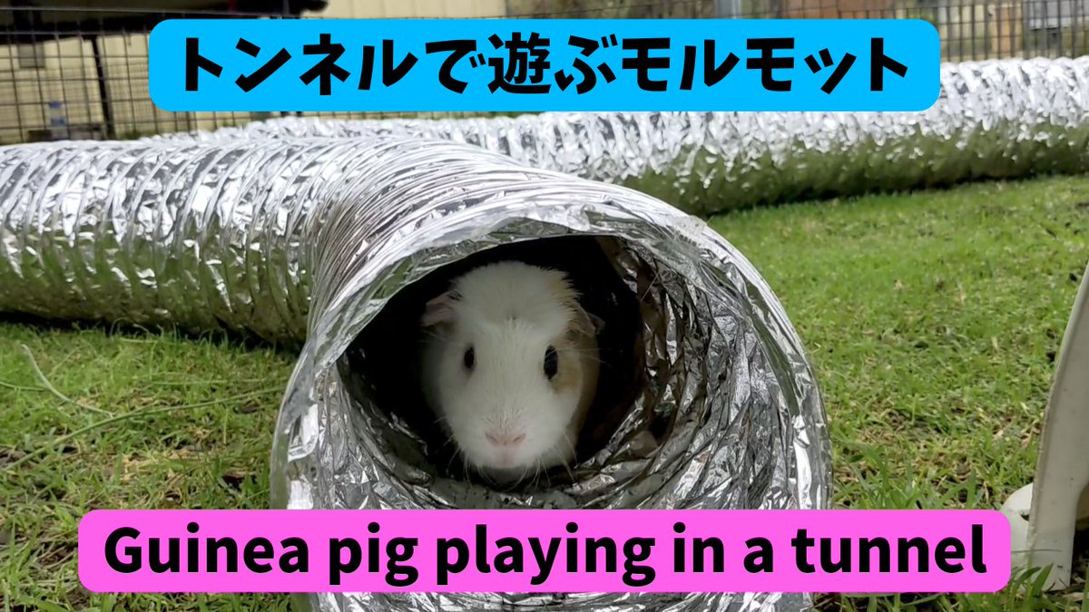 Humoschannel's tweet image. ひたすらトンネルで遊ぶ
ごはんくん
#guineapig #pet #モルモット #小動物 #癒やし

動画はコチラ⬇
youtu.be/2Yulm-EANSU