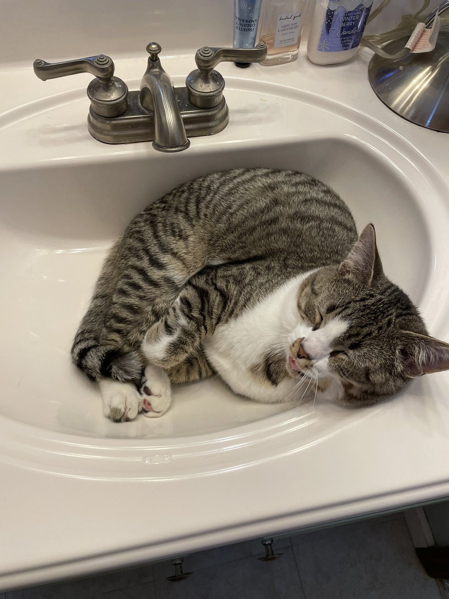 Rose 🦈 tweet media