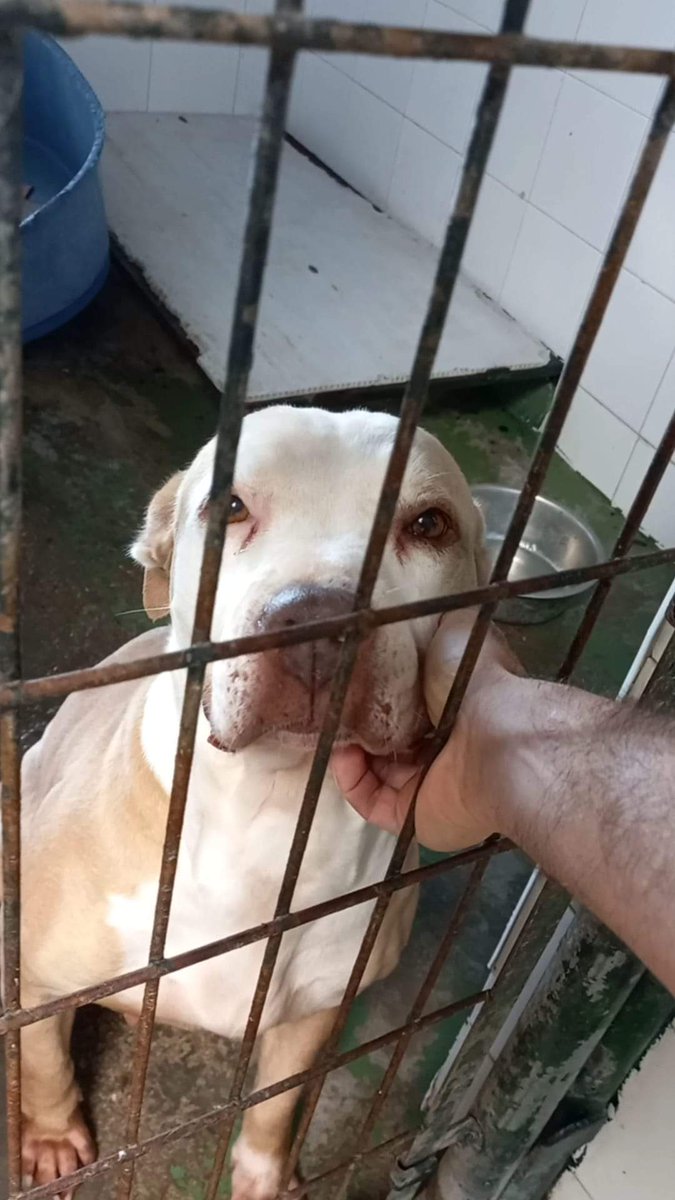 silvia mensegar tweet media