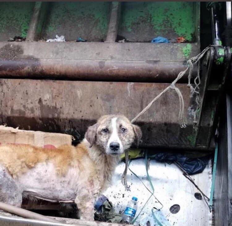 You can insult me &amp; threaten me but you won’t silence me from speaking up against cruel treatment of Turkish street dogs #Turkey