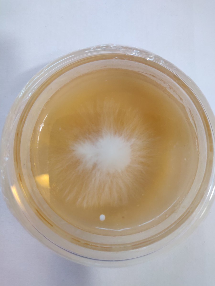 Alison Ming tweet media