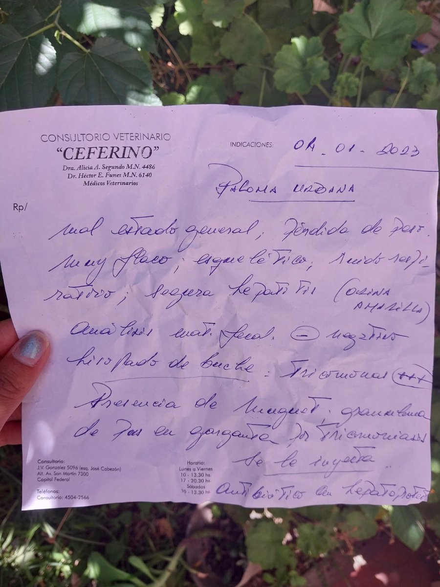MaffySummers's tweet photo. Luego, Abu comenzó con dificultades para respirar y desmejoramiento general. La viruela afectó mucho su garganta y el vete modificó su tratamiento. Adjunto la receta del 2do tratamiento para Abu y el ticket.
Datos para colaborar:
CVU: 0000003100014265793771 
Alias: Maffy.Vazquez https://t.co/vH2B3S6yx9