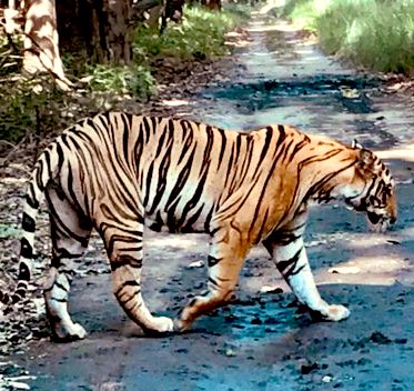 rameshpandeyifs's tweet photo. Tigers do have striped on their skins and not just on their furs. 

And these striped are unique as our thumb impressions. Nowadays estimation of tigers is done based on tiger stripes captured through camera traps. https://t.co/OIA8UPk53l