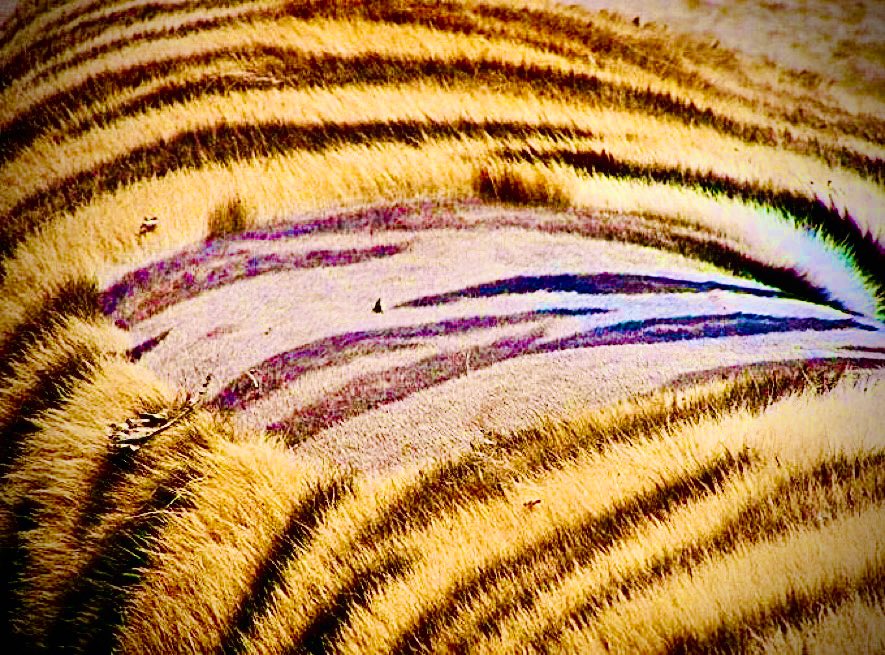 rameshpandeyifs's tweet photo. Tigers do have striped on their skins and not just on their furs. 

And these striped are unique as our thumb impressions. Nowadays estimation of tigers is done based on tiger stripes captured through camera traps. https://t.co/OIA8UPk53l