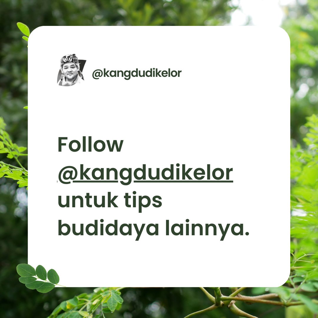 Yuk, belajar tanam dan manfaatkan Kelor untuk kesehatan dan kesejahteraan!

#moringa #daunkelor #sayurkelor