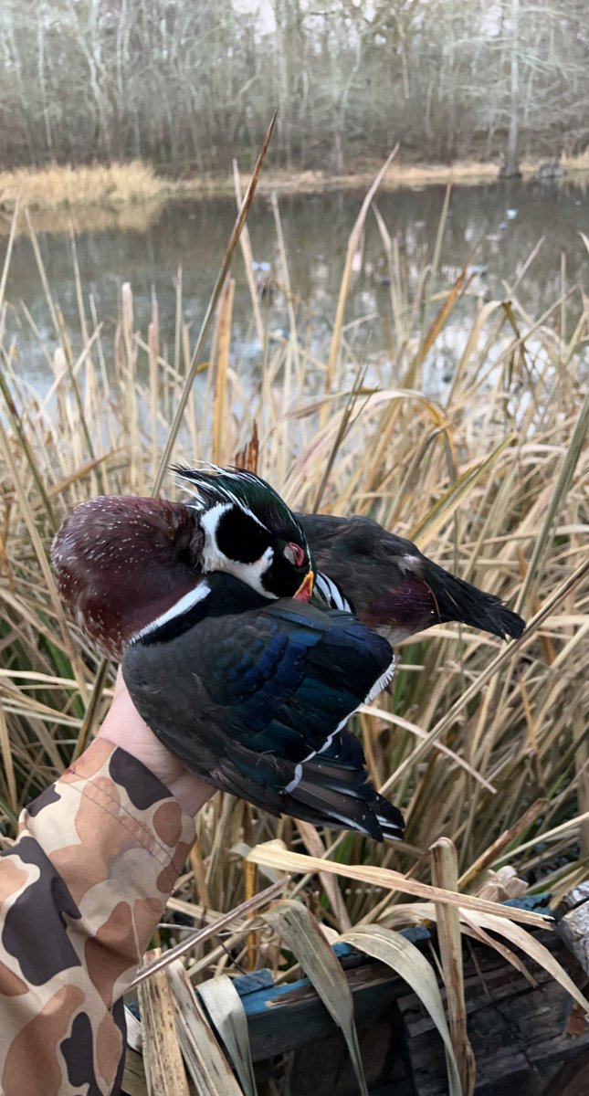 Some hate you but I think you’re beautiful #ducksunlimited #topdowndecoys #woodies