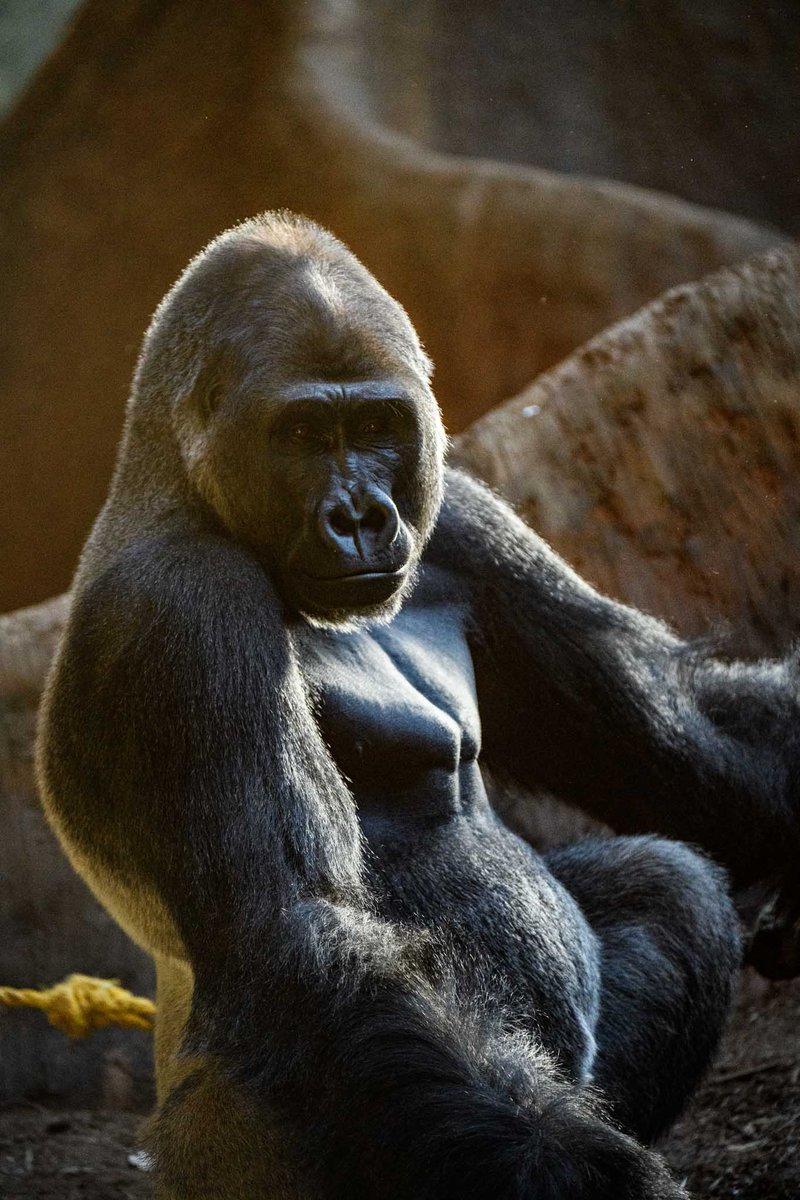 Time to recycle those old cell phones 📞 #DYK each year 1030+ million cell phones end up in landfills? That's ~65,000 tonnes of waste!

Donate to the Zoo’s #PhoneApes program on your next visit for 100% landfill-free recycling. Details: torontozoo.com/tz/phoneapes 🦍 #savingspecies