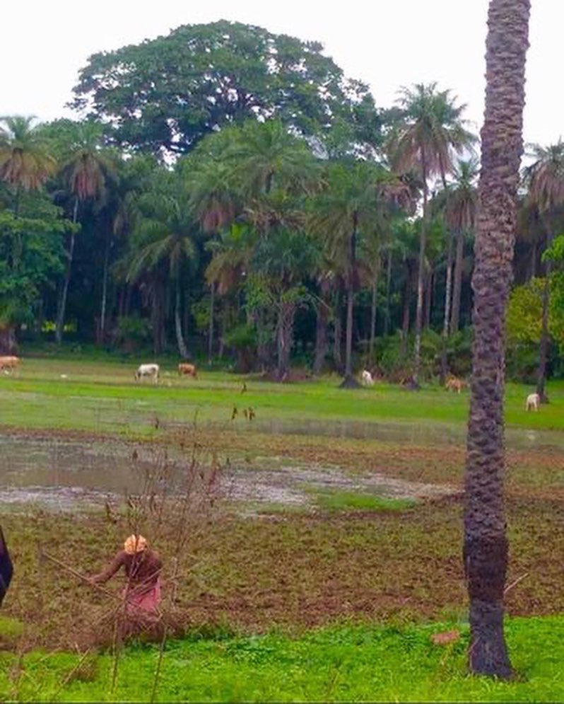 corrmarg's tweet photo. Rendre à la nature🌴 sa beauté, c’est aussi protéger notre environnement. Même si la casamance souffre de la déforestation avec le “ RETOUR AUX SOURCES “ nous nous y engagerons pour lui donner son sourire.
Rdv à Ziguinchor, Casamance 🇸🇳 pour le grand rendez-vous du 1er au 5 mars. https://t.co/kucFBePjYU