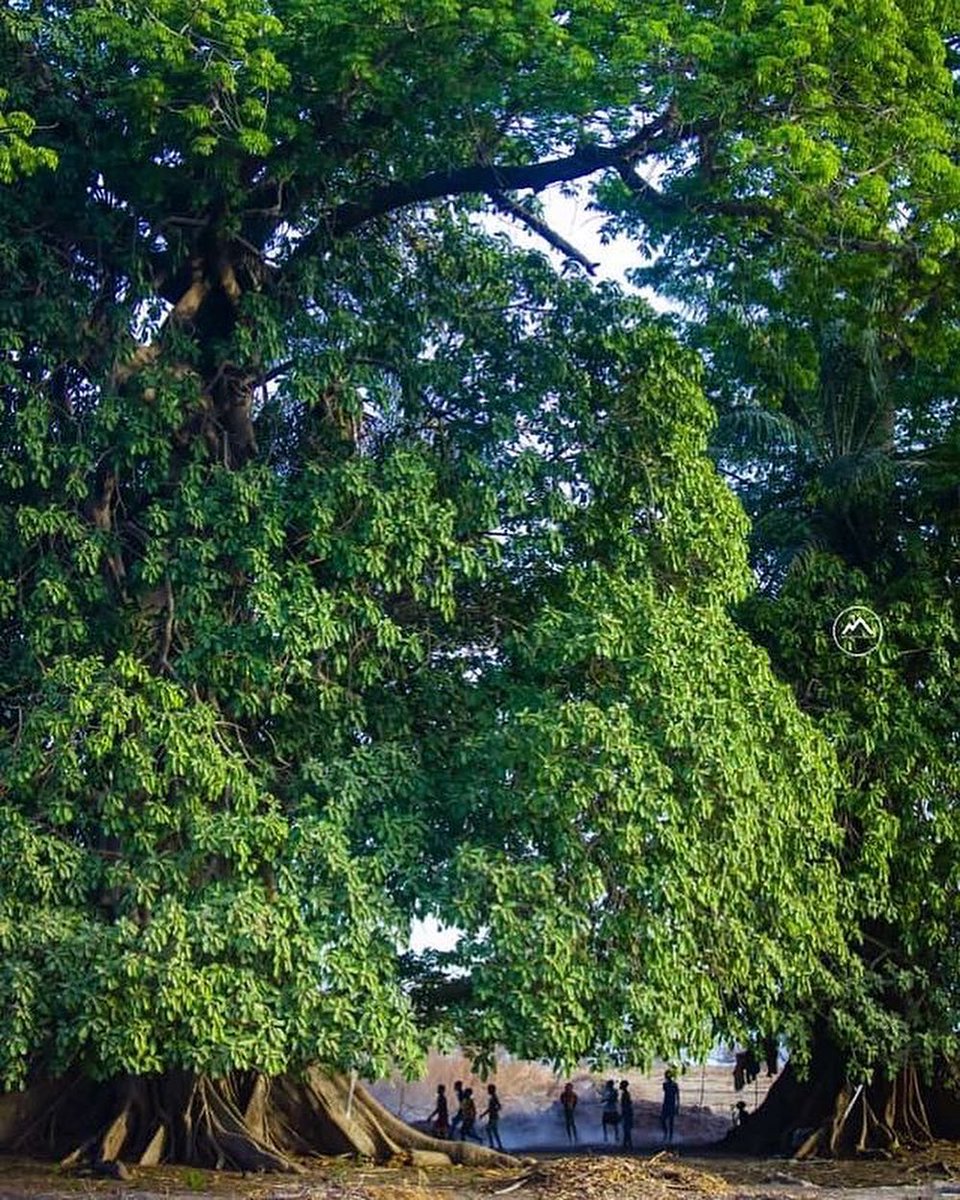 corrmarg's tweet photo. Rendre à la nature🌴 sa beauté, c’est aussi protéger notre environnement. Même si la casamance souffre de la déforestation avec le “ RETOUR AUX SOURCES “ nous nous y engagerons pour lui donner son sourire.
Rdv à Ziguinchor, Casamance 🇸🇳 pour le grand rendez-vous du 1er au 5 mars. https://t.co/kucFBePjYU