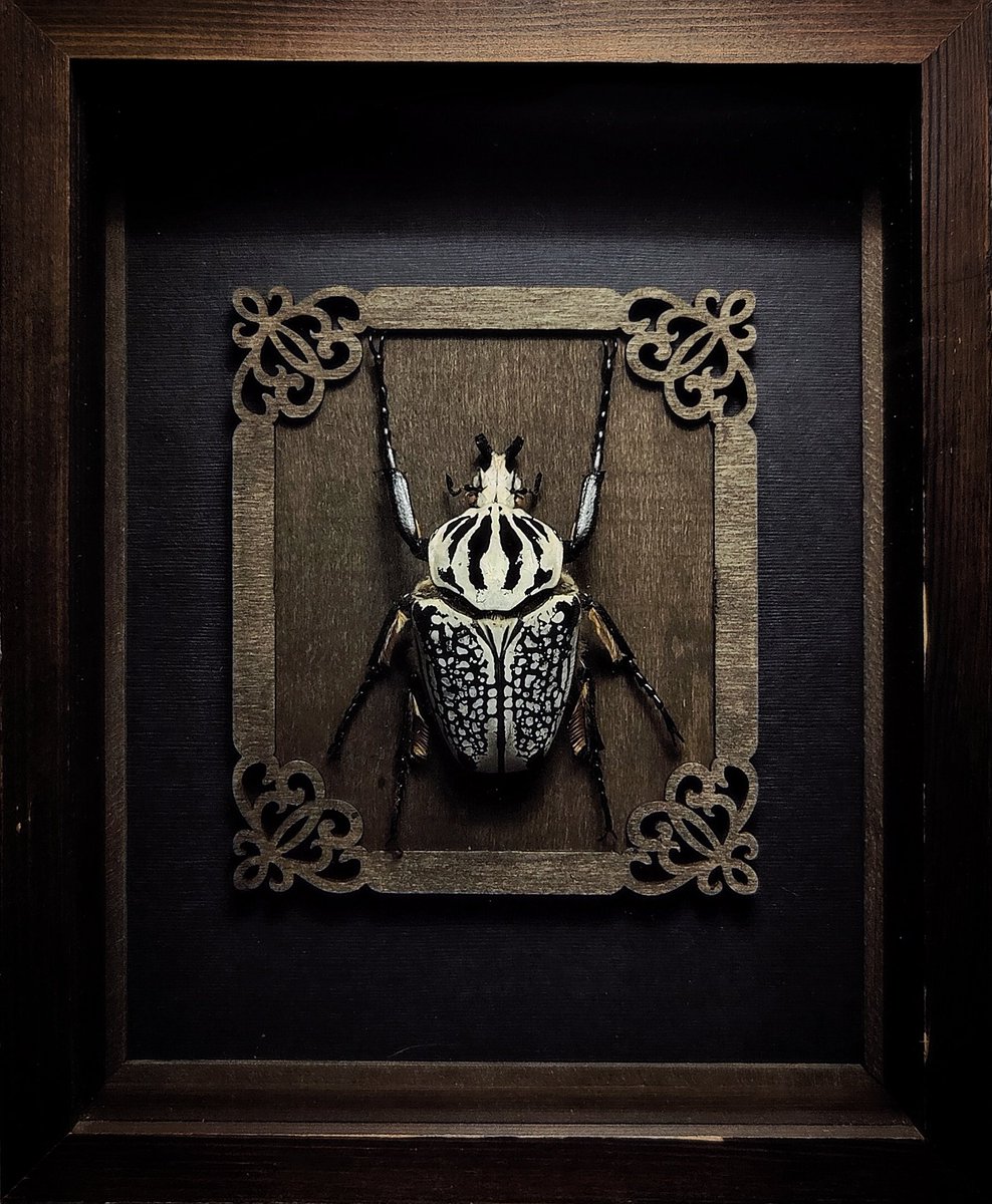 DeadLeafdesign1's tweet photo. @BobbyDukeArts Hey, Bobby! I heard you like beetles, so I thought I'd share some of my latest beetle displays with you. https://t.co/tpgVHqEbhT