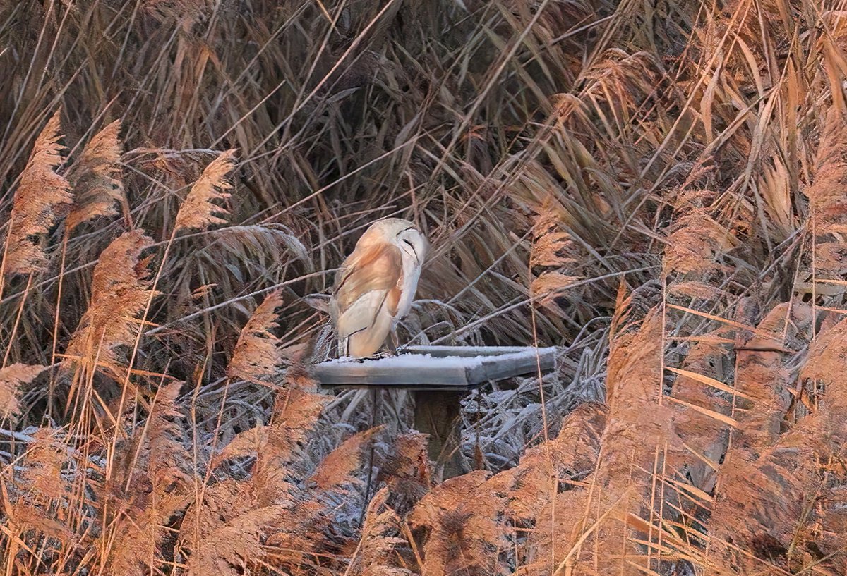 Barn owl in September <a href="/RSPBLangford/">RSPB Langford Lowfields</a> and more recently on its favoured roost.<a href="/NottsBirders/">Notts Birdwatchers</a>