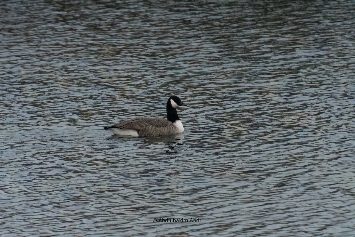 Birding Therapy 🇸🇪🦢📸 on Twitter "An interesting small Canadatype