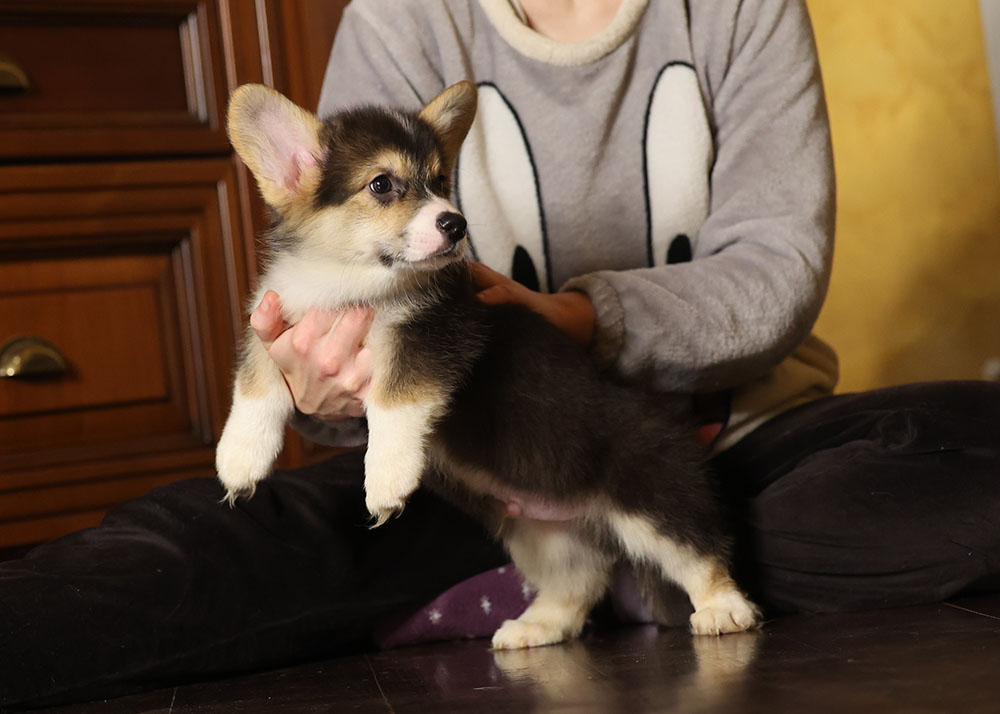 CorgiPupp's tweet photo. Welsh corgi pembroke male, 25.10.22, FCI. Ready for new home. 
#welshcorgi #welshcorgipembroke #corgipuppies #welshcorgipuppy #corgilove #corgiavailable #corgiparents https://t.co/e8paKCEY2i