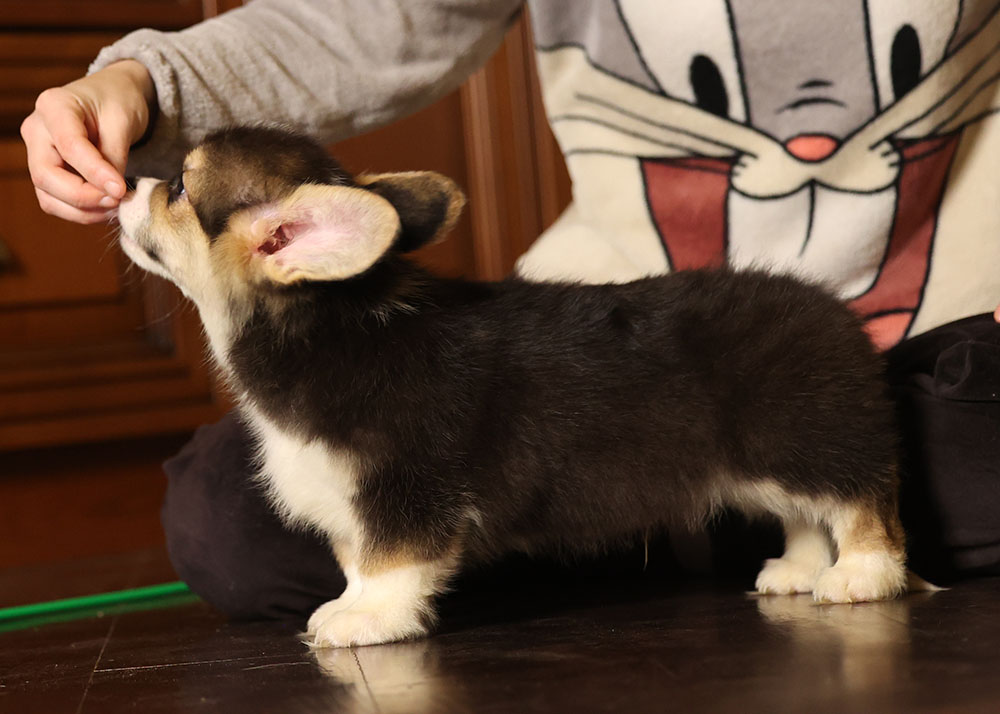 CorgiPupp's tweet photo. Welsh corgi pembroke male, 25.10.22, FCI. Ready for new home. 
#welshcorgi #welshcorgipembroke #corgipuppies #welshcorgipuppy #corgilove #corgiavailable #corgiparents https://t.co/e8paKCEY2i