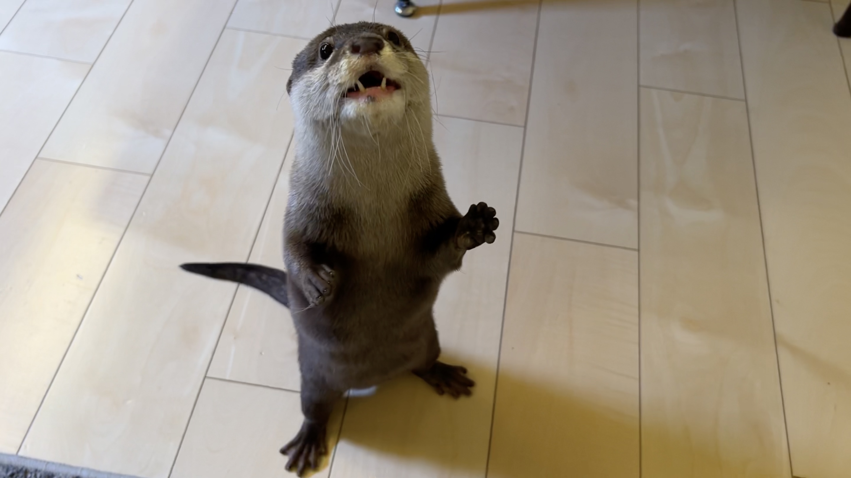 千葉カワウソ・つくづくカワウソの謎 : Das Otterhaus