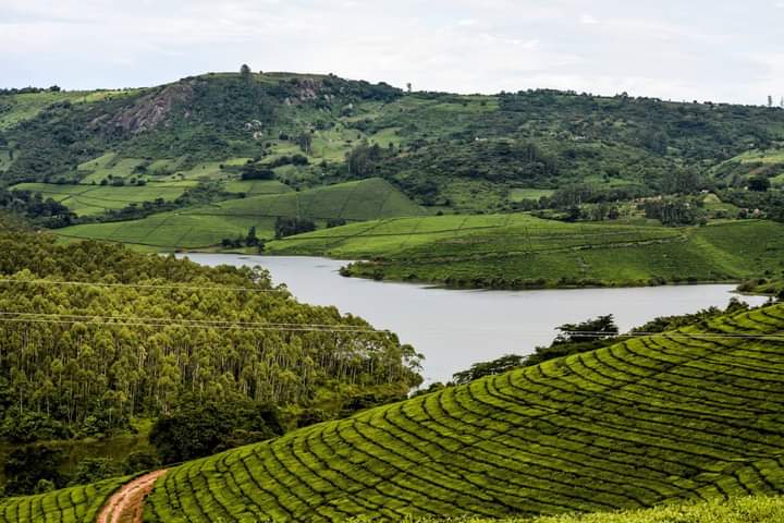 Shambazuva's tweet photo. Beautiful Honde Valley: Featuring Nyawamba Dam, constructed in 1997. To visit Honde Valley our rates are:

✔️$130 per night for 6 adults, self catering
✔️$65 bed and breakfast for 2 adults
✔️$260 per night for 2 adults, fully catered basis

📲+263716806580
📲+263780667322 https://t.co/W47OGZ2Jfj
