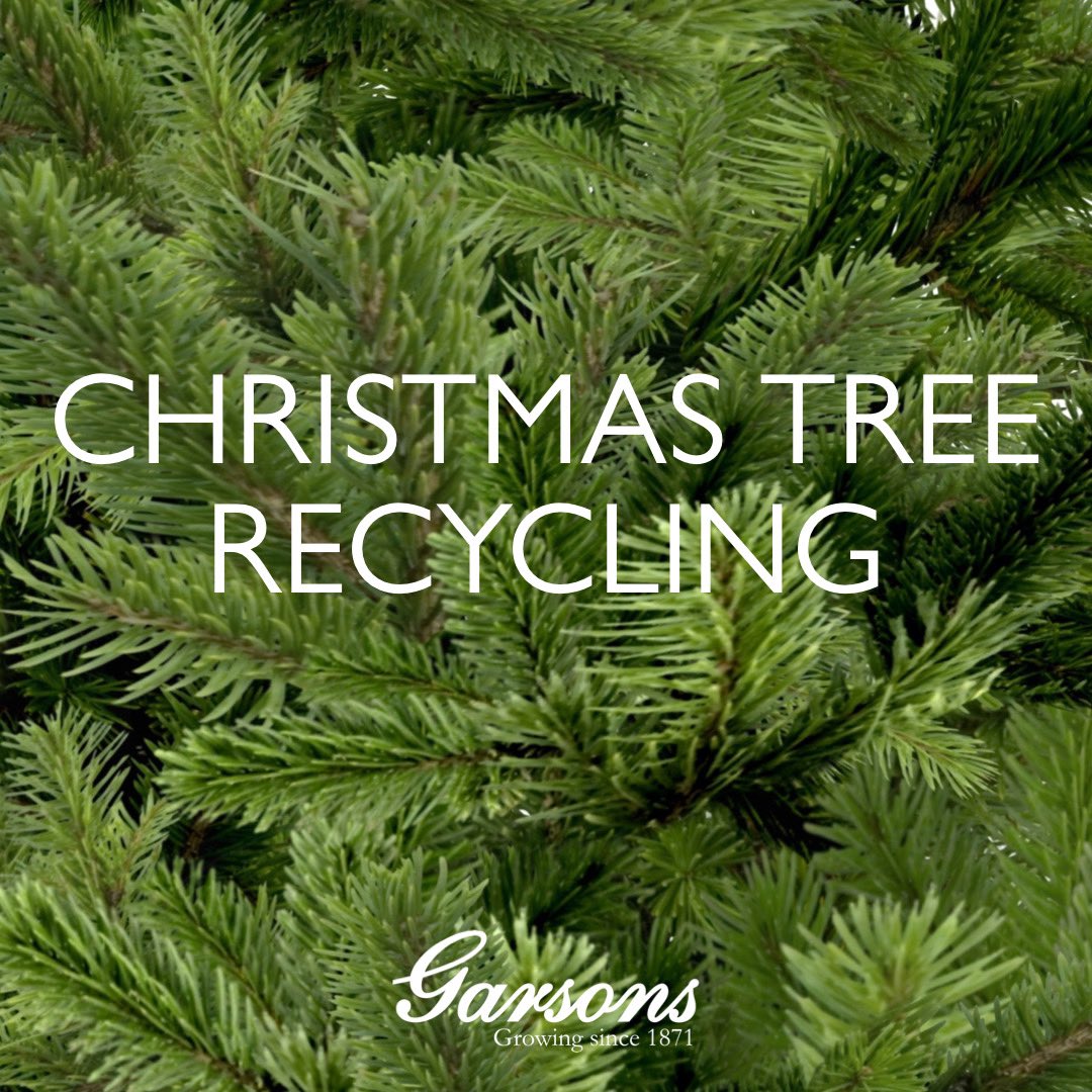 Garsons_Esher's tweet photo. Garsons are working alongside Elmbridge Council once again to offer a Christmas tree recycling service.
Drop your tree back to us by 7th January (TODAY), whereupon Elmbridge’s team will shred and recycle them.
#garsons #esher #elmbridgecouncil #recycleyourtree https://t.co/DjNfFn45n6