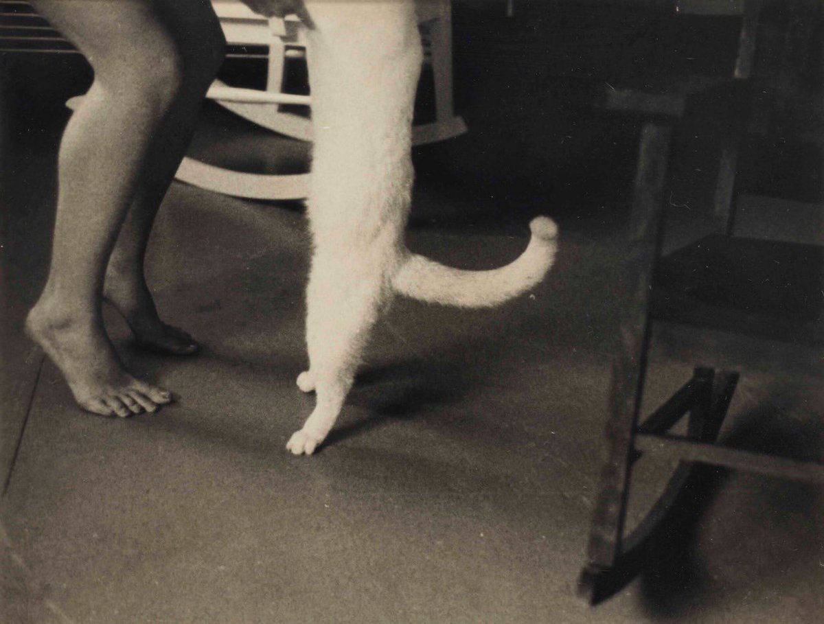 #FrancescaWoodman

Self-portrait with cat, New York, 1980