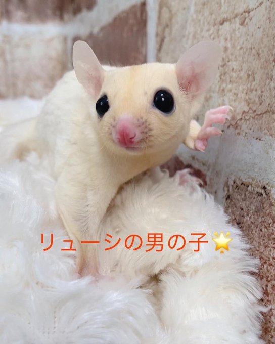 モモンガハウス(猫・ドーナツ柄)チェック赤 春(夏)仕様 1850円