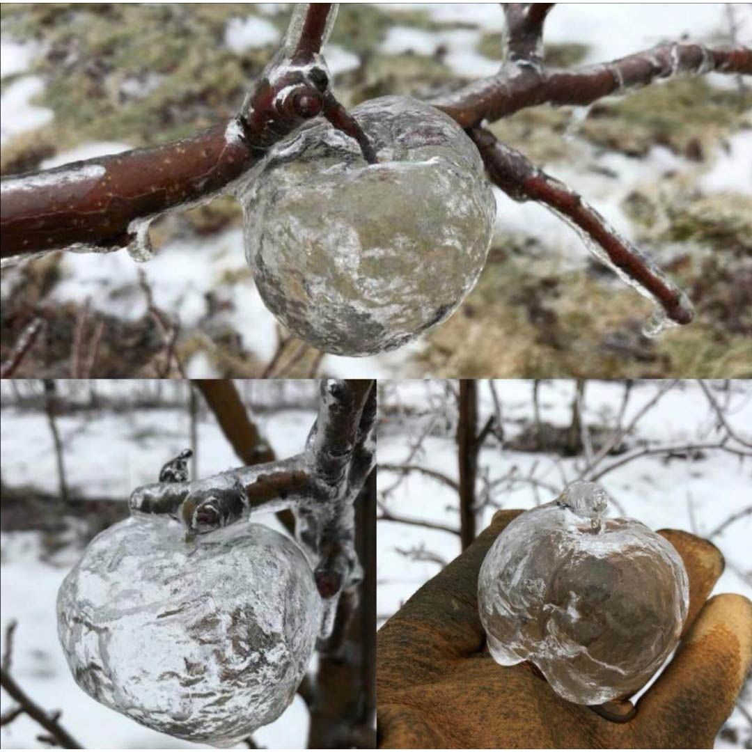 ThePlanetVoice's tweet photo. Sometimes in winter, freezing rain can coat a rotten apple. Then the mushy middle of the apple falls out. This creates the phenomenon called the "ghost apple".
#ghostapple #appletree #theplanetvoice https://t.co/xVrnhpcu0s