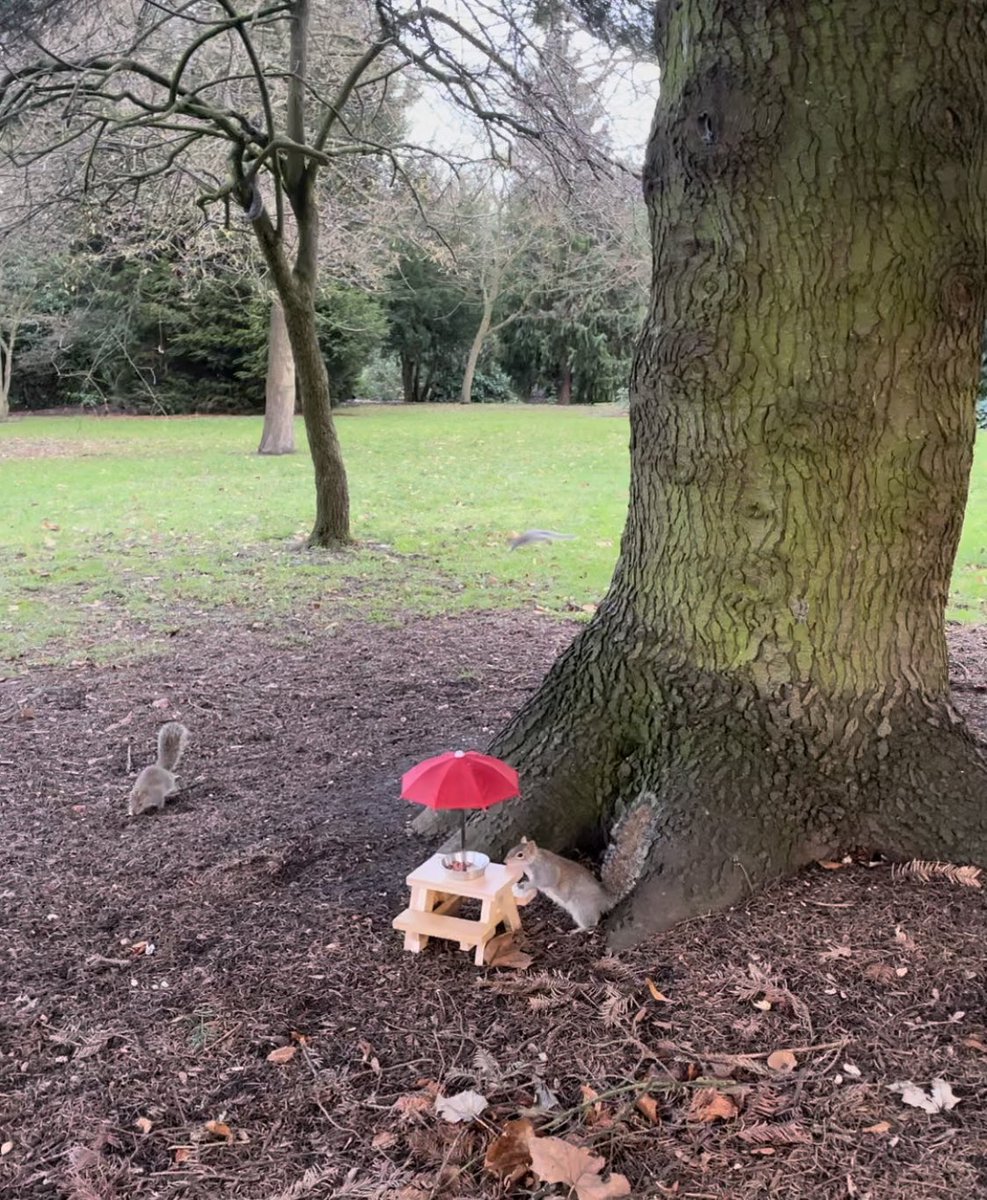 Nicky_H_'s tweet photo. @Mjeshep @ResponsePS Does anyone know how to train a squirrel to sit on a picnic bench? 🤣🐿️🥜😉 https://t.co/fkquCDRBQj