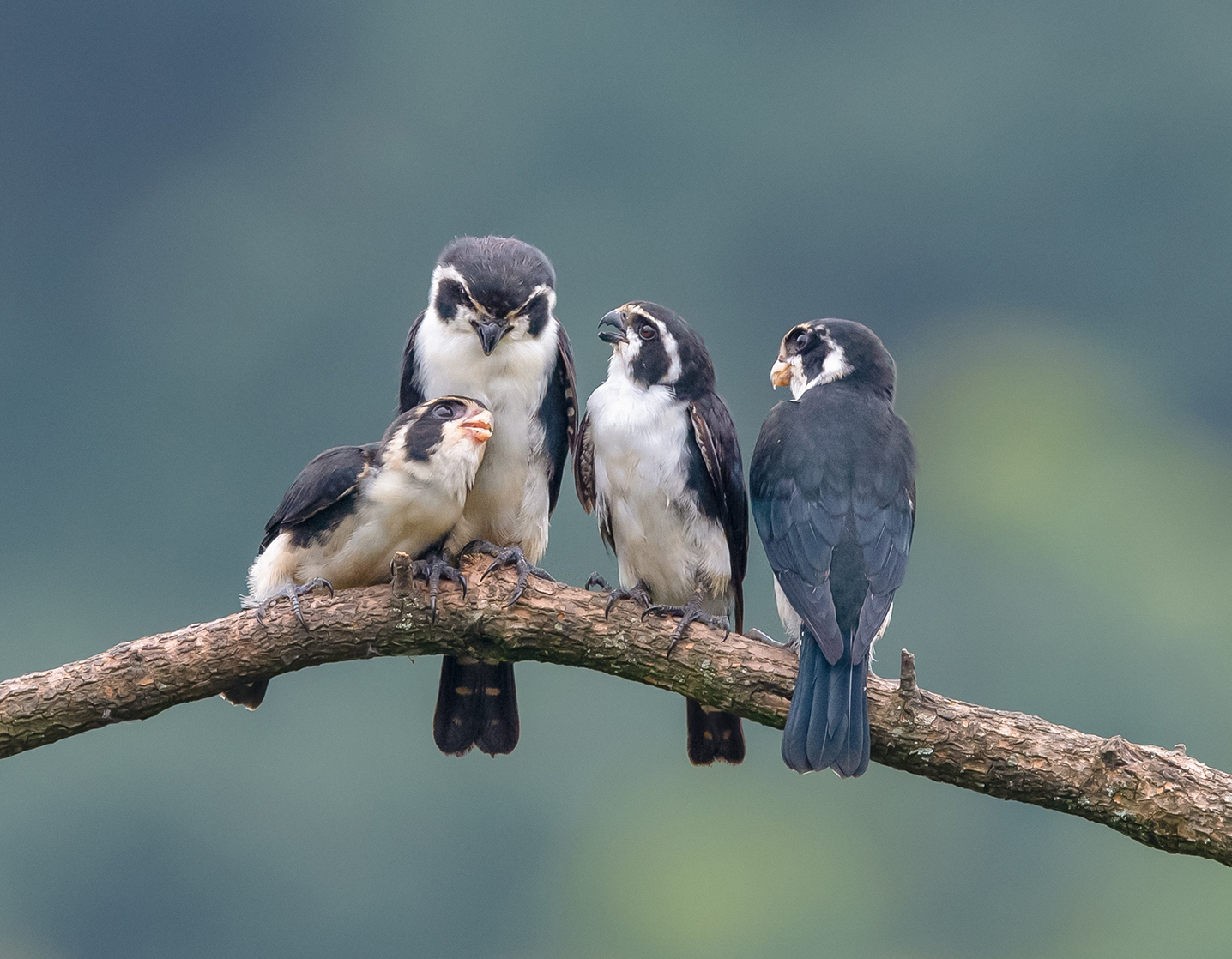 lin hillside on X: "family time for Pied Falconet (白腿小隼,Microhierax  melanoleucos), in Jiangxi province. They are under second-class state  protection in #China. credit 閑雲 ☕️ #Chinese #nature #peace #wildlife  #photography #birds #BirdsSeenIn2023
