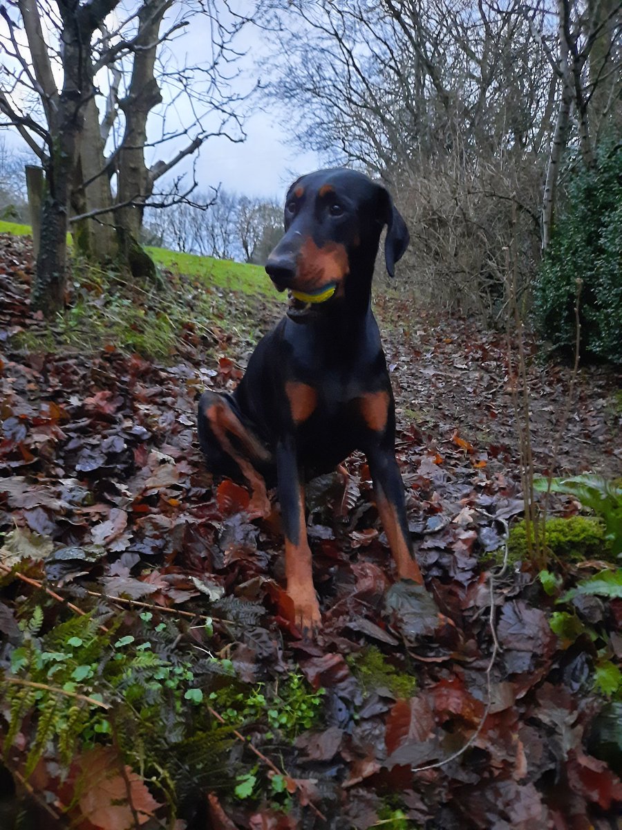 NotBadForHerAge's tweet image. Damson's looking pleased with herself as she has her favourite toy in her mouth. She's resting now, having spent the past 45 minutes non-stop running around😁🥎 #Damson #dobermann #energeticdog #dogsoftwitter