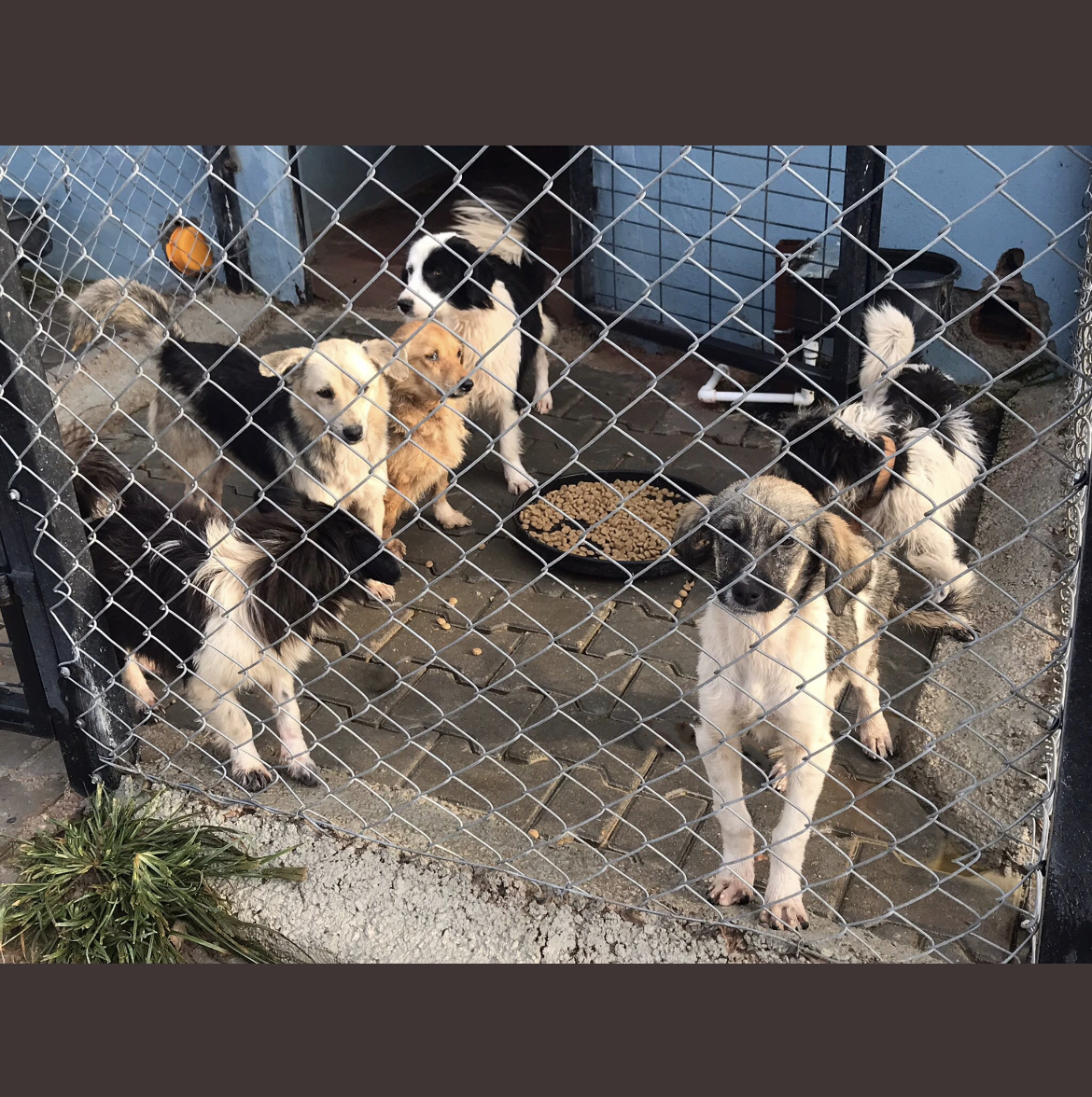 If you haven't already used your weekly FREE vote, please vote for DDAA. If successful the grant will go towards funding the homeless #animal  Clinic - a lifeline for so many animals. Great way to donate for free #dogs #puppies #DogsofTwitter #Dog pls RT
mygivingcircle.org/dog-desk-anima…
