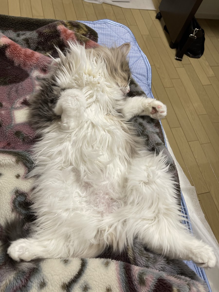 monekun_1024's tweet photo. う…尊い…（語彙力）
#猫好きさんと繋がりたい #猫のいる暮らし #猫 https://t.co/B1XcSAt5KF