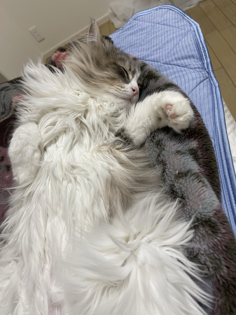 monekun_1024's tweet photo. う…尊い…（語彙力）
#猫好きさんと繋がりたい #猫のいる暮らし #猫 https://t.co/B1XcSAt5KF