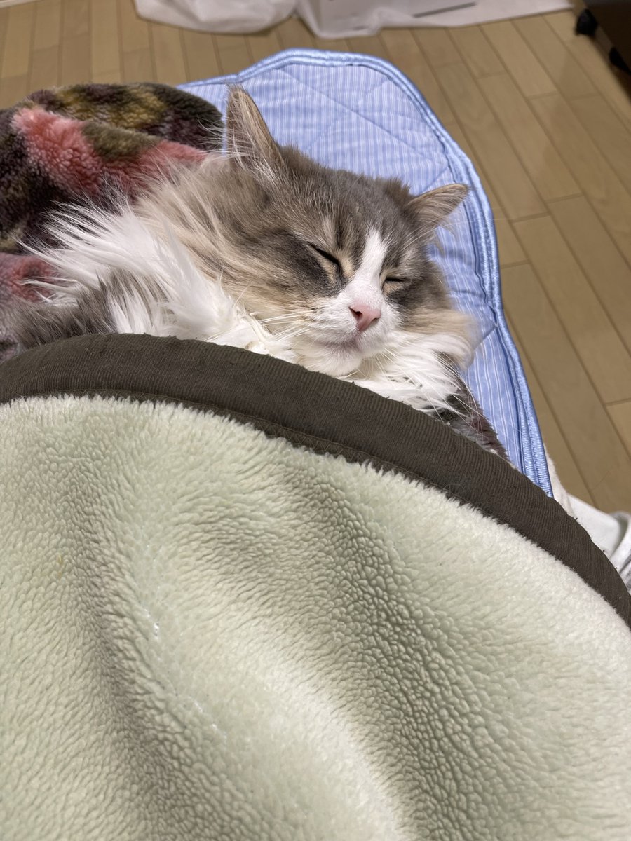 monekun_1024's tweet photo. う…尊い…（語彙力）
#猫好きさんと繋がりたい #猫のいる暮らし #猫 https://t.co/B1XcSAt5KF