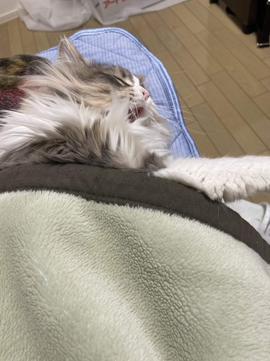 monekun_1024's tweet photo. う…尊い…（語彙力）
#猫好きさんと繋がりたい #猫のいる暮らし #猫 https://t.co/B1XcSAt5KF