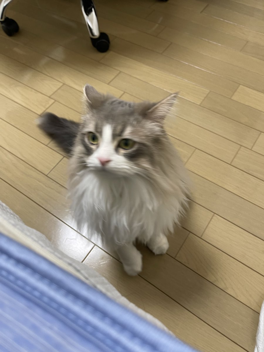 monekun_1024's tweet photo. 仕事終わってうたた寝してたら寝床奪われた…
奪われた主側としては、愛猫に寝床を提供できて至高の悦び。
ネコと一緒に暮らすにはドMになれる人じゃないとダメかも(笑)
#猫好きさんと繋がりたい #猫のいる暮らし #猫 https://t.co/geynzf0pkF