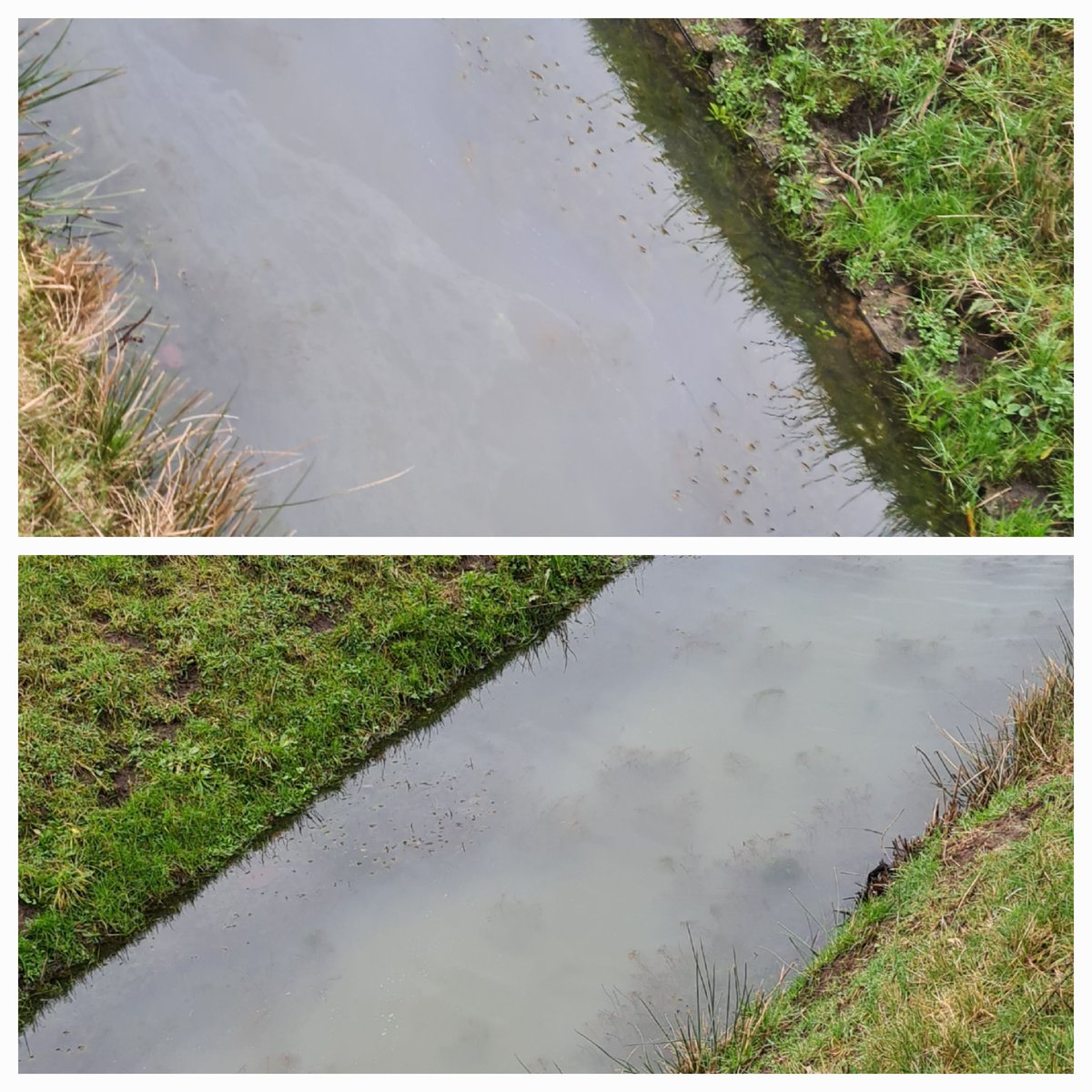 Nee, geen lozing van een nabij gelegen melkveehouderij maar een eenvoudig fysisch proces in een sloot met slechte doorstroming.