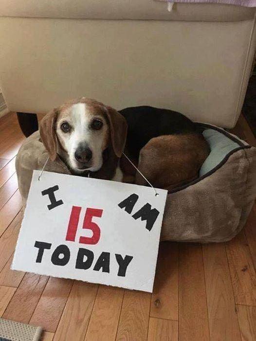 Best wishes for her 🎂❤️