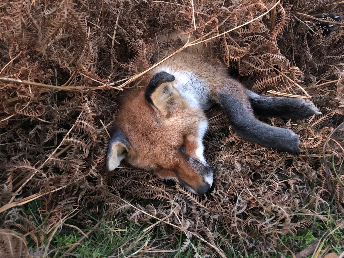 @NickFletcherMP So many victims. So much suffering. So little regulation. 
Time for MPs to stand on the right side of history and #BanSnares. And we urge all good citizens to monitor their local area! Thankyou. 
📸@FoxHITeam