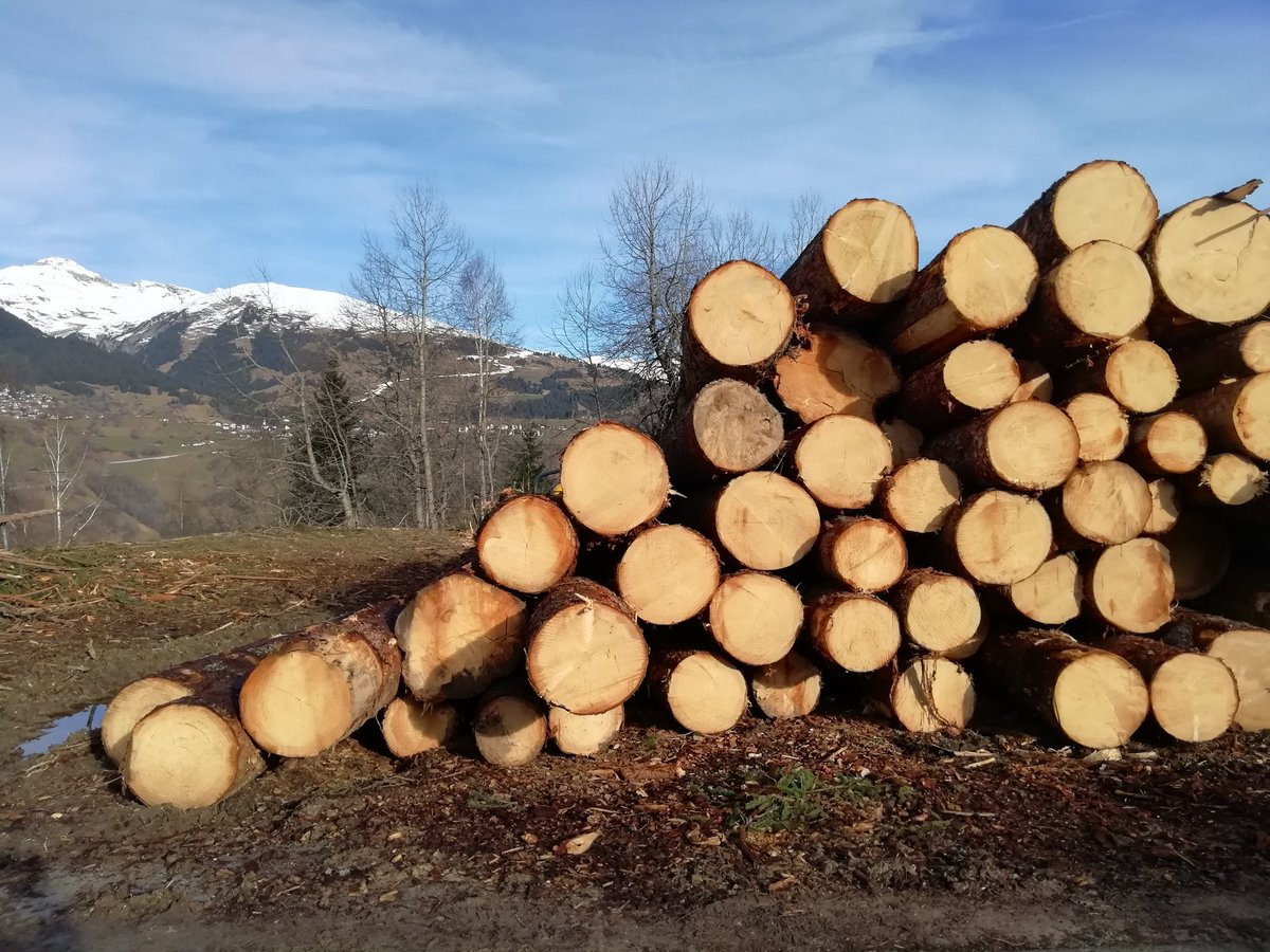 Plantar árboles puede crear bosques
Cortar árboles puede salvar bosques
Difícil q quien vive atrapado frenéticamente entre muros d hormigón y asfalto entienda la escala temporal y territorial d un bosque
Lo puntual, rodadas, troncos, maquinaria confunde sentimiento y conocimiento