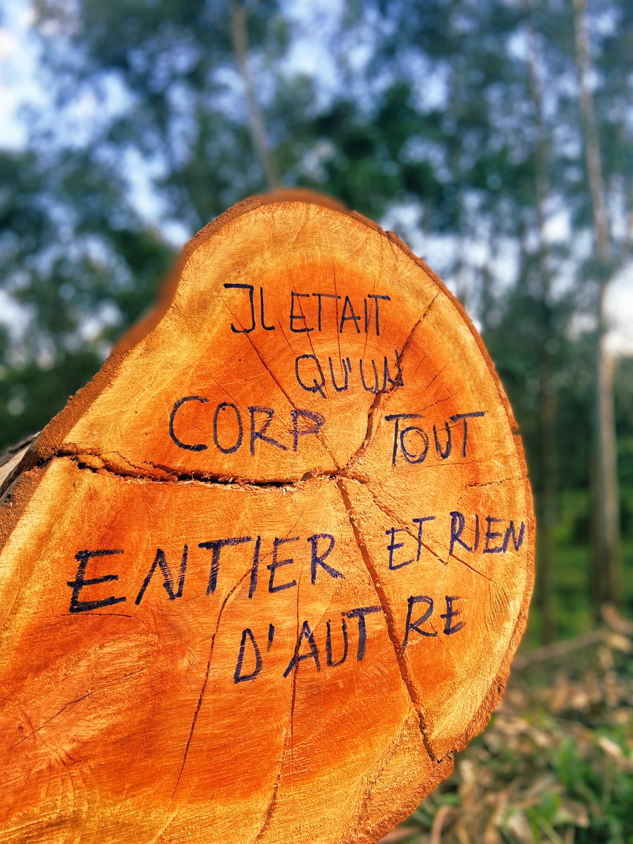 👂 écouter 👂 un arbre vaut mieux que tout 🌴#Reforestaction #Faguo #EcoTree #Ecosia #Forest #CarteCO2 #remyzahig #congoforest #congorainforest #congobasin